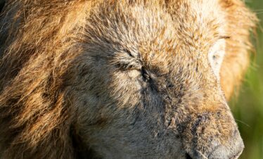 Close-up of a male lion with eyes closed, basking in sunlight, surrounded by blurred green vegetation.